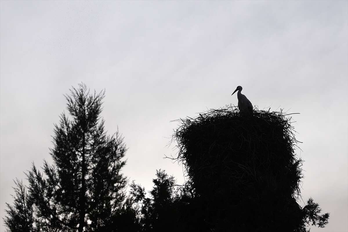 Konya’da doğanın en zarif nöbeti! Leylekler Vadisi’nde kuluçka heyecanı 18
